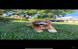 Goldendoodle dogs for sale: Bella - Image 1