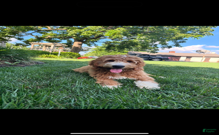 Goldendoodle dogs for sale - Ad 1