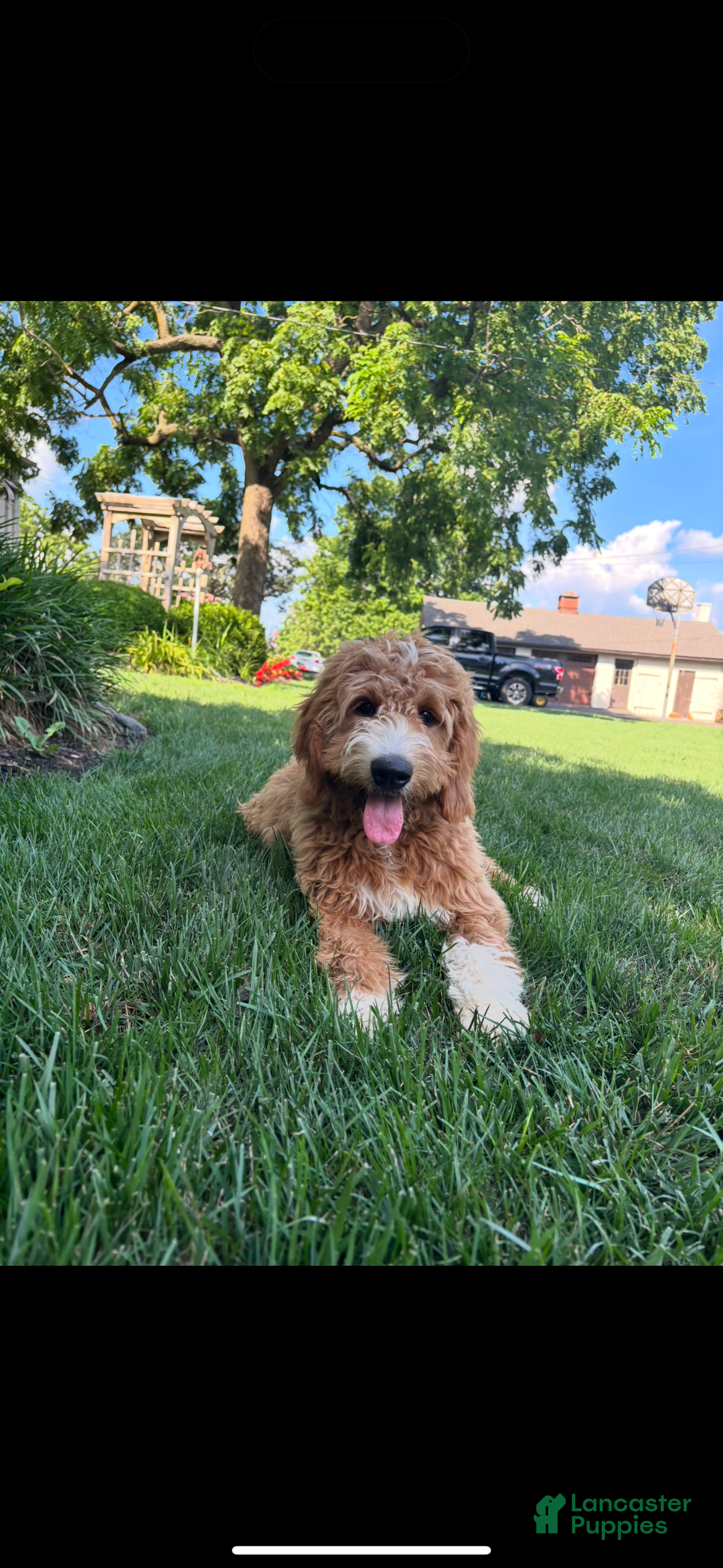 Goldendoodle dogs for sale: Bella - Image 1