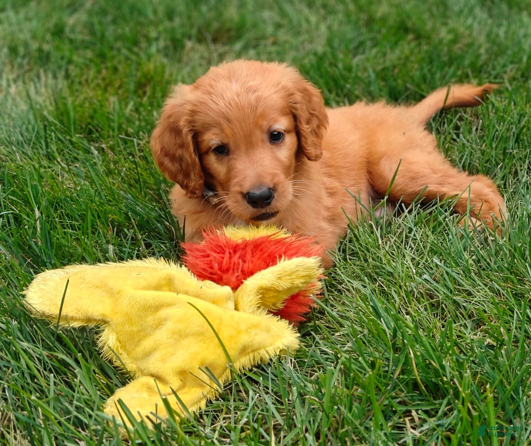Goldendoodle dogs for sale: Rocky - Image 8