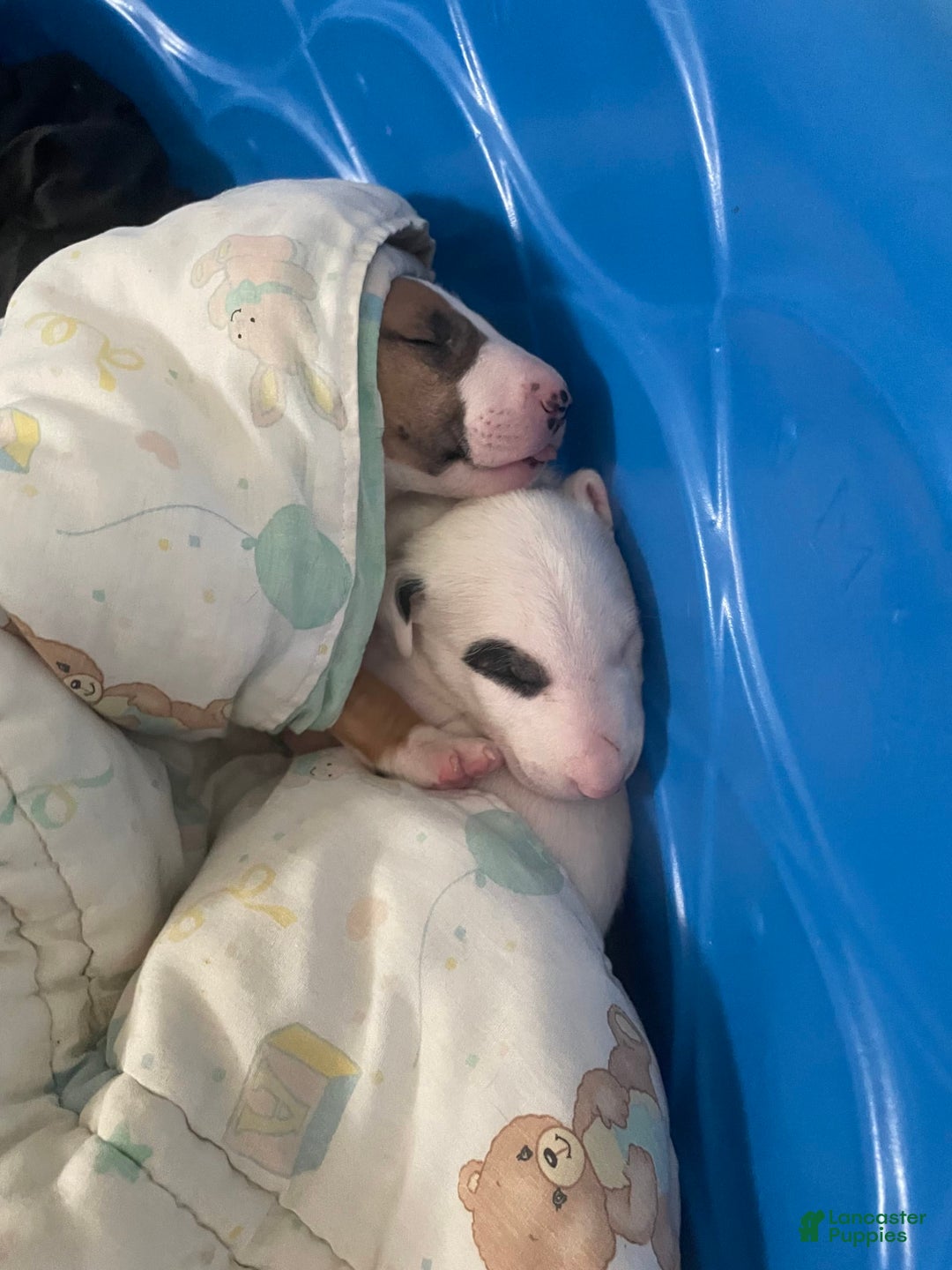 Bull Terrier dogs for sale: Target - Image 7