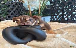English Bulldog dogs for sale: Peaches - Image 8