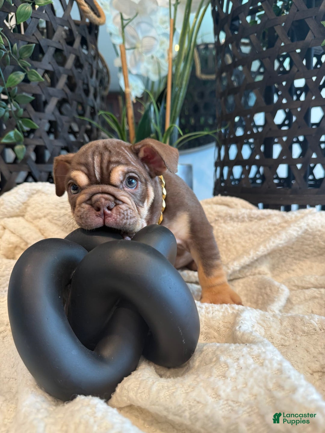 English Bulldog dogs for sale: Peaches - Image 8