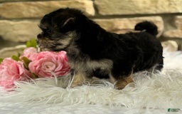 Morkie dogs for sale: ALEXIA - Image 5