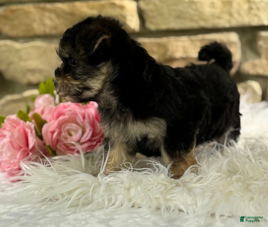 Morkie dogs for sale: ALEXIA - Image 5