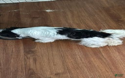 Shih Tzu dogs for sale: Oreo - Image 2