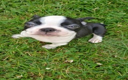 Boston Terrier dogs for sale: Pipe - Image 4