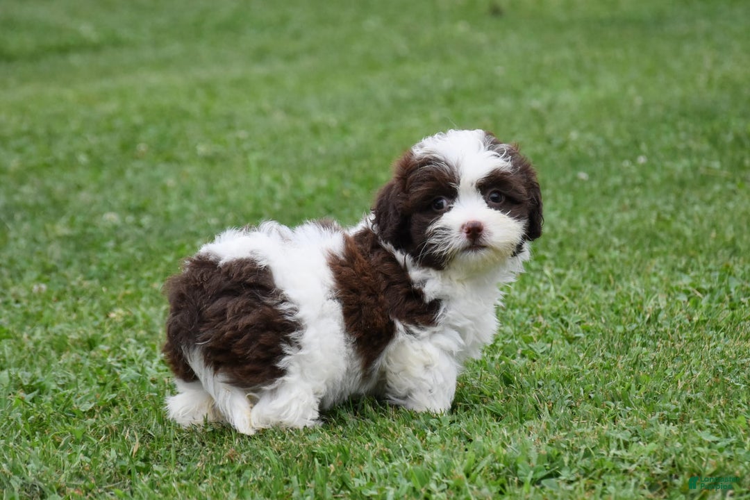 Teddy Bear dogs for sale: Addison - Image 2