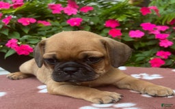 Puggle dogs for sale: Ernie - Image 6