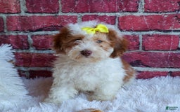 Cavachon dogs for sale: ECHO - Image 13