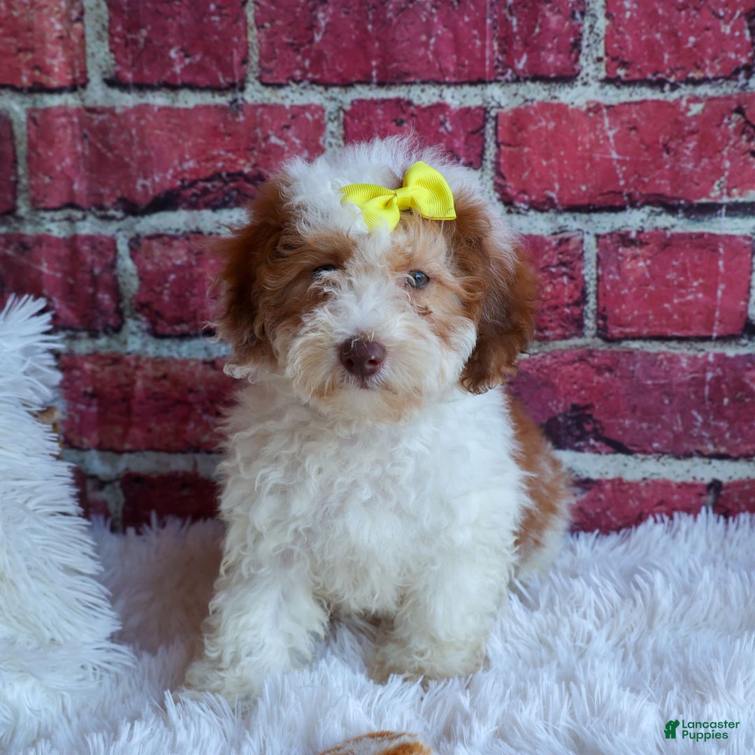 Cavachon dogs for sale: ECHO - Image 13
