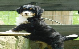 Mini Bernedoodle dogs for sale: Rio - Image 3