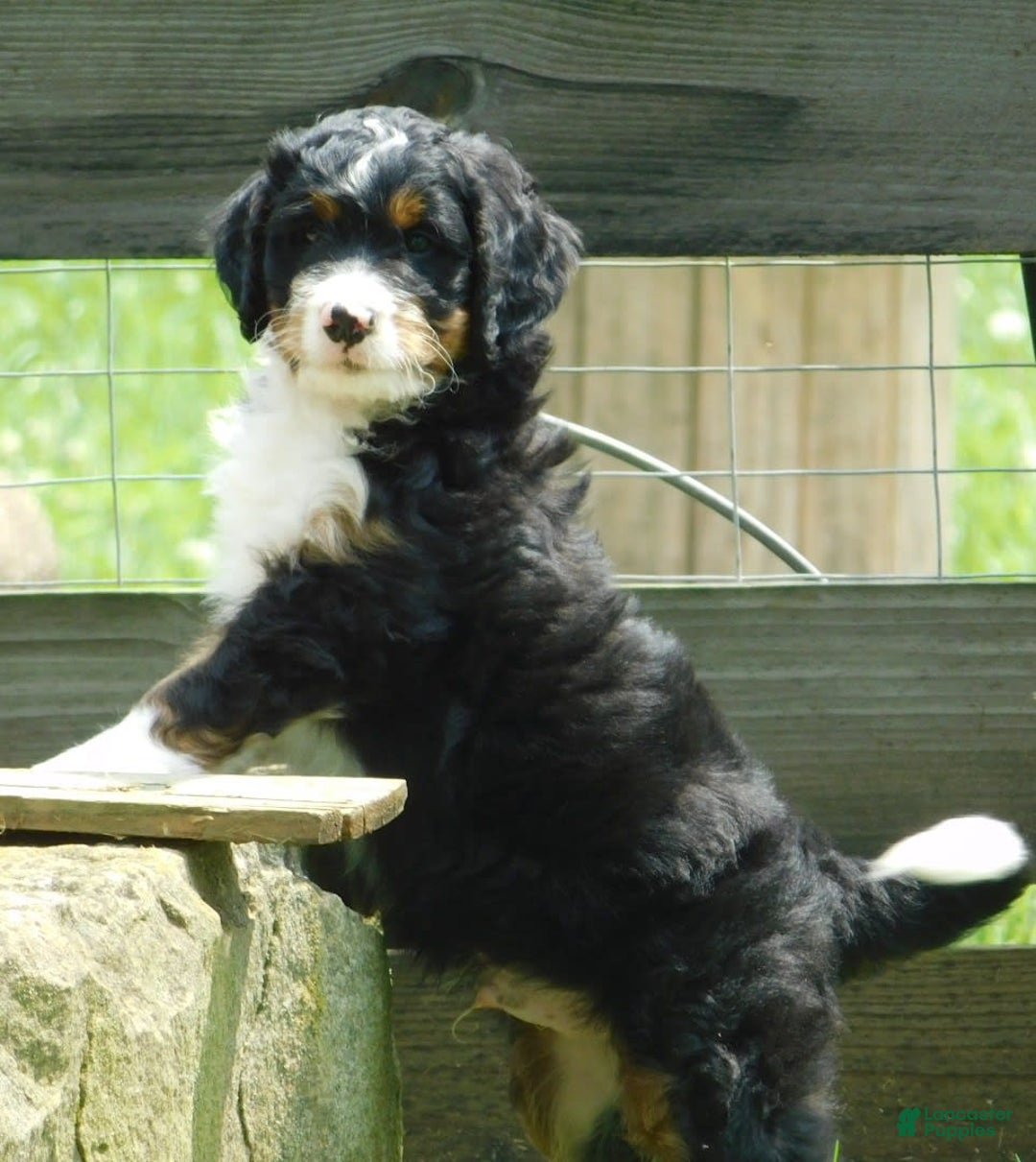 Mini Bernedoodle dogs for sale: Rio - Image 3