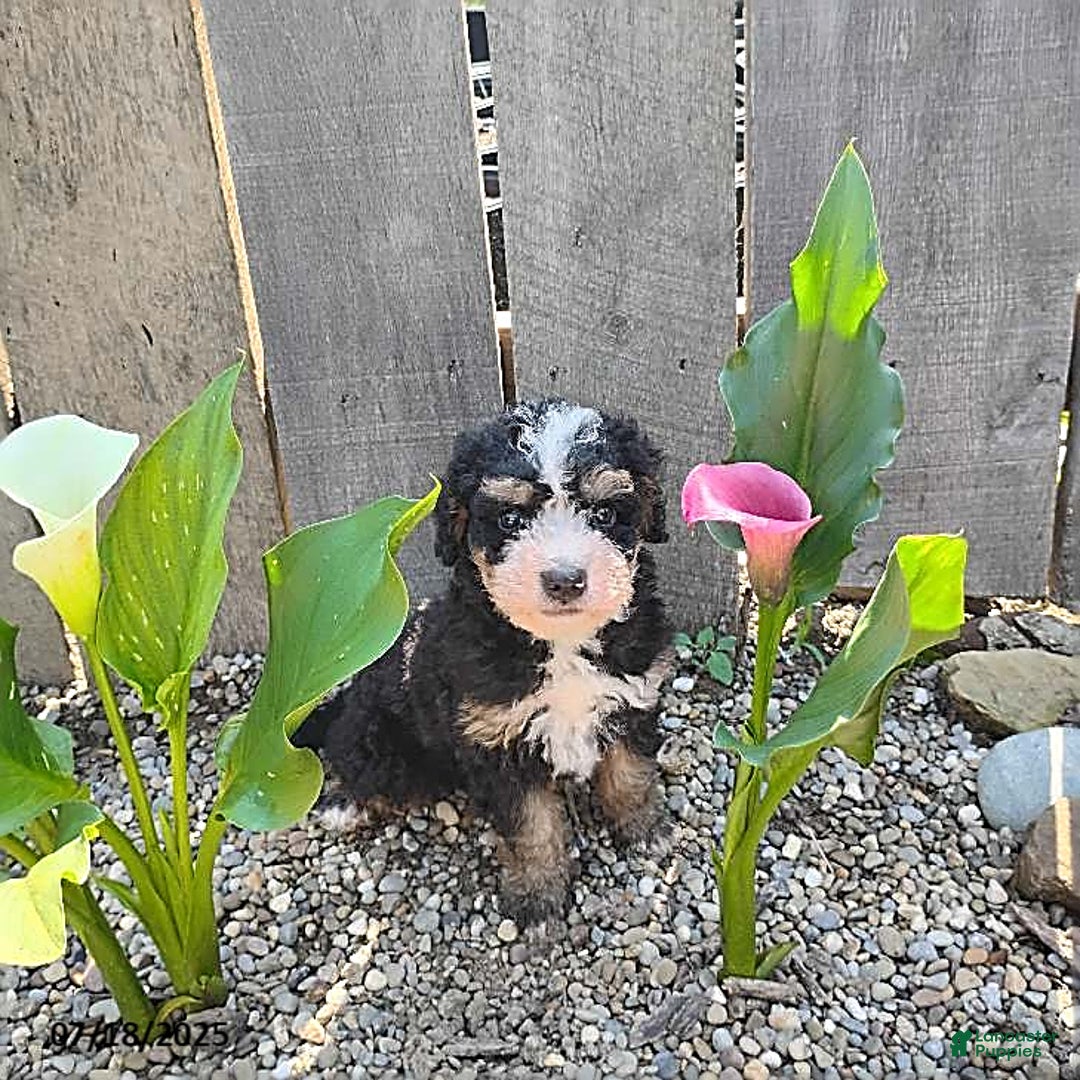 Mini Bernedoodle dogs for sale: Trevor - Image 7