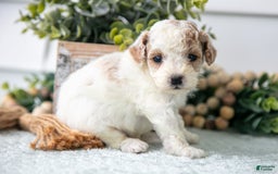 Miniature Poodle dogs for sale: Charlie - Image 1
