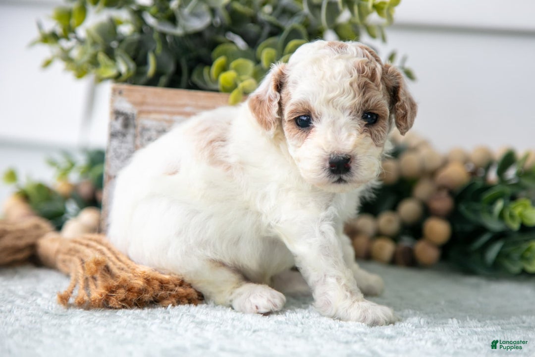Miniature Poodle dogs for sale: Charlie - Image 1