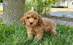 Cockapoo dogs for sale: Howie - Image 5