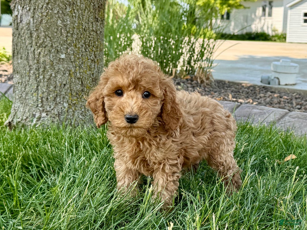 Cockapoo dogs for sale: Howie - Image 5