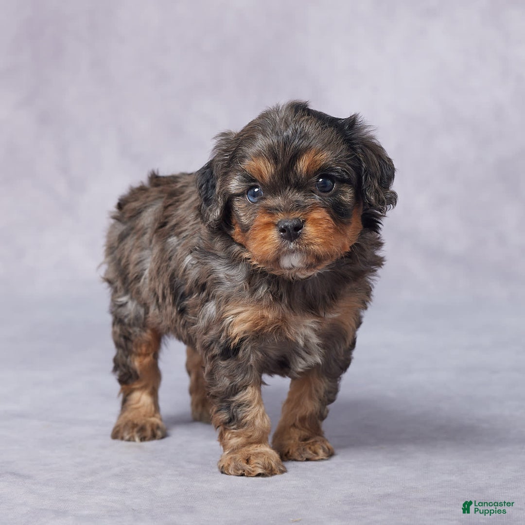 Cavapoo dogs for sale: Demi - Image 10