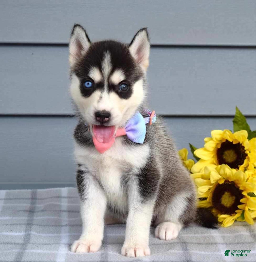Siberian Husky dogs for sale: Cassandra - Image 6