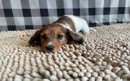 Dachshund dogs for sale: Dixie - Image 3