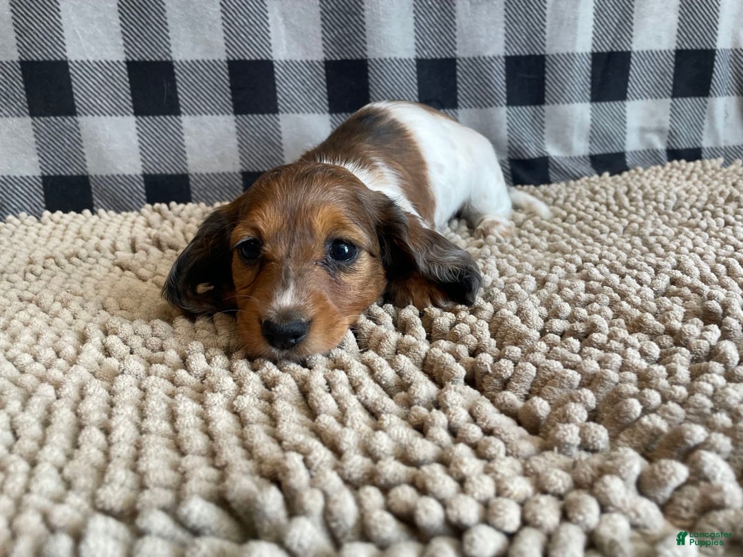 Dachshund dogs for sale: Dixie - Image 3