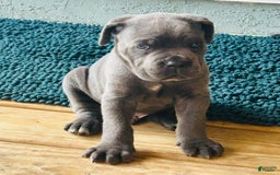 Cane Corso dogs for sale: Rocco - Image 1