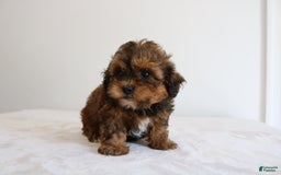 Shihpoo dogs for sale: Lady - Image 3