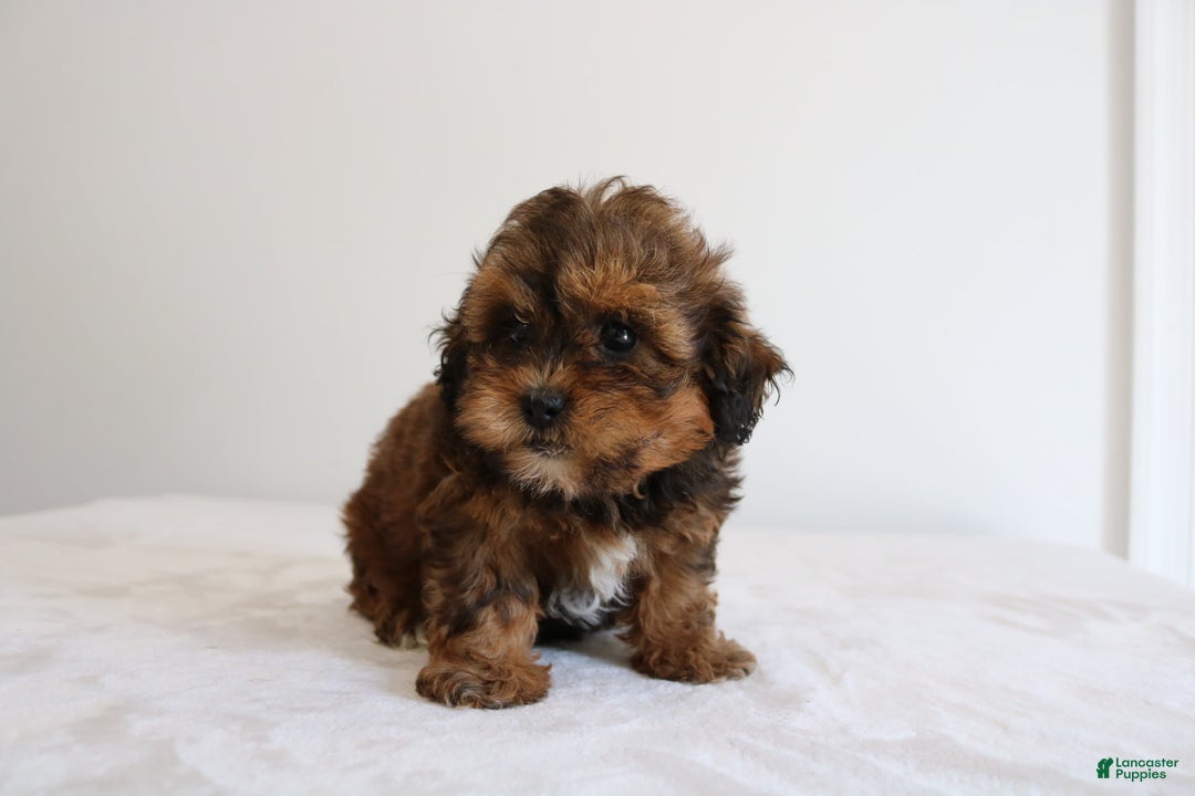 Shihpoo dogs for sale: Lady - Image 3