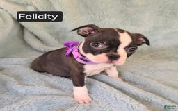 Boston Terrier dogs for sale: Felicity - Image 3