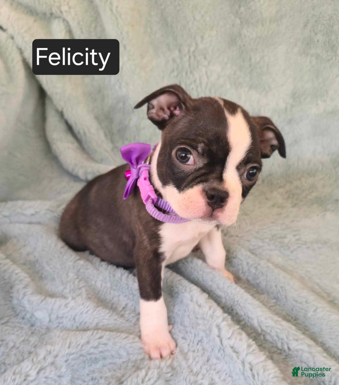 Boston Terrier dogs for sale: Felicity - Image 3