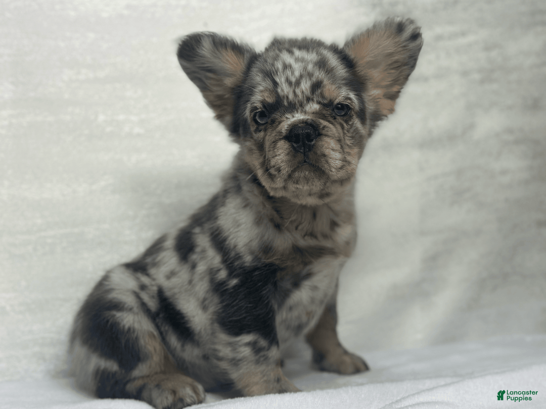 French Bulldog dogs for sale: cleo - Image 5
