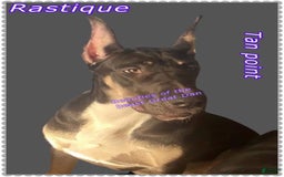 Great Dane dogs for stud: Magnum - Image 5