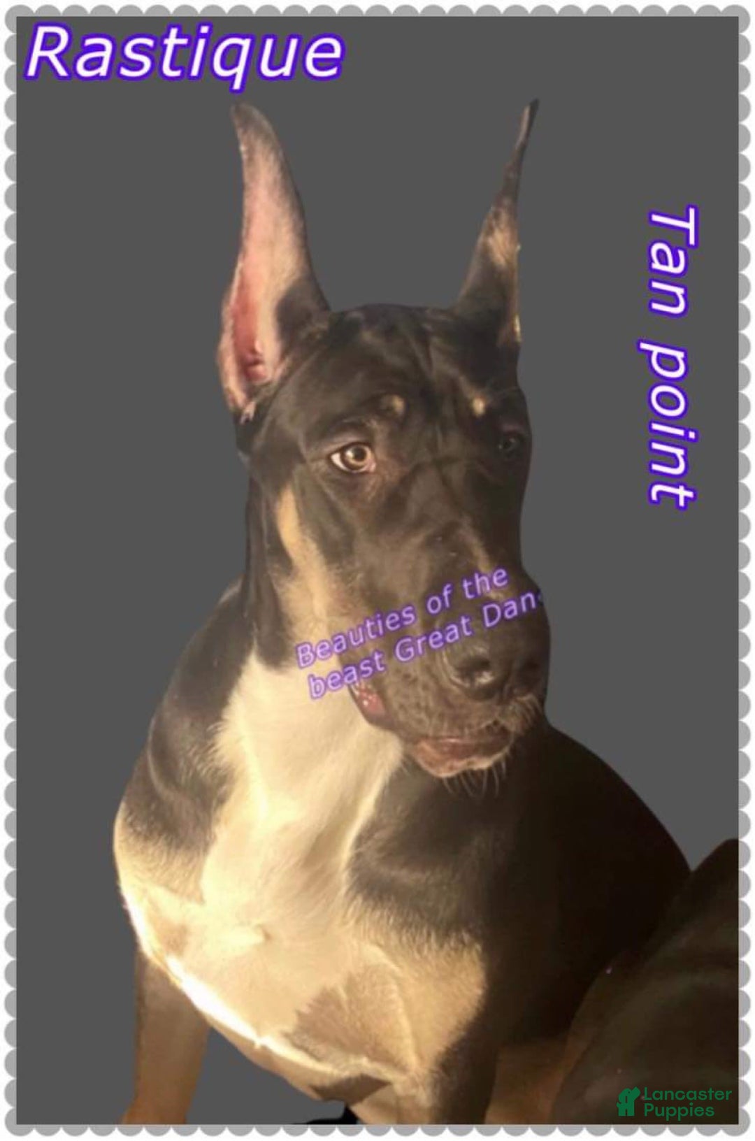 Great Dane dogs for stud: Magnum - Image 5