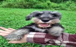 Miniature Schnauzer dogs for sale: Piper - Image 7