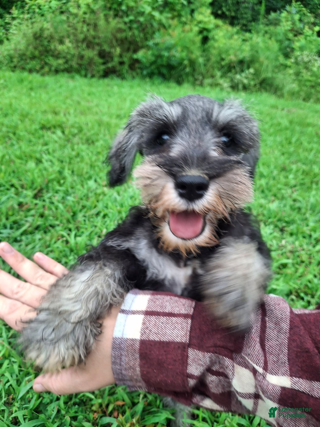 Miniature Schnauzer dogs for sale: Piper - Image 7