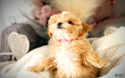 Maltipoo dogs for sale: Red Collared Boy - Image 20