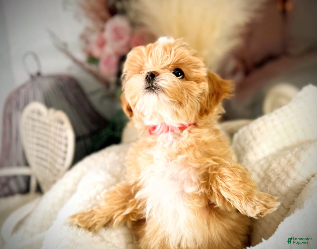 Maltipoo dogs for sale: Red Collared Boy - Image 20