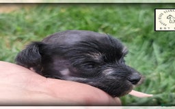 Miniature Schnauzer dogs for sale: Fern - Image 10
