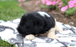 Newfoundland dogs for sale: Pearl - Image 6