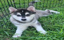 Alaskan Klee Kai dogs for sale: Sweet Girl Kayla - Image 1