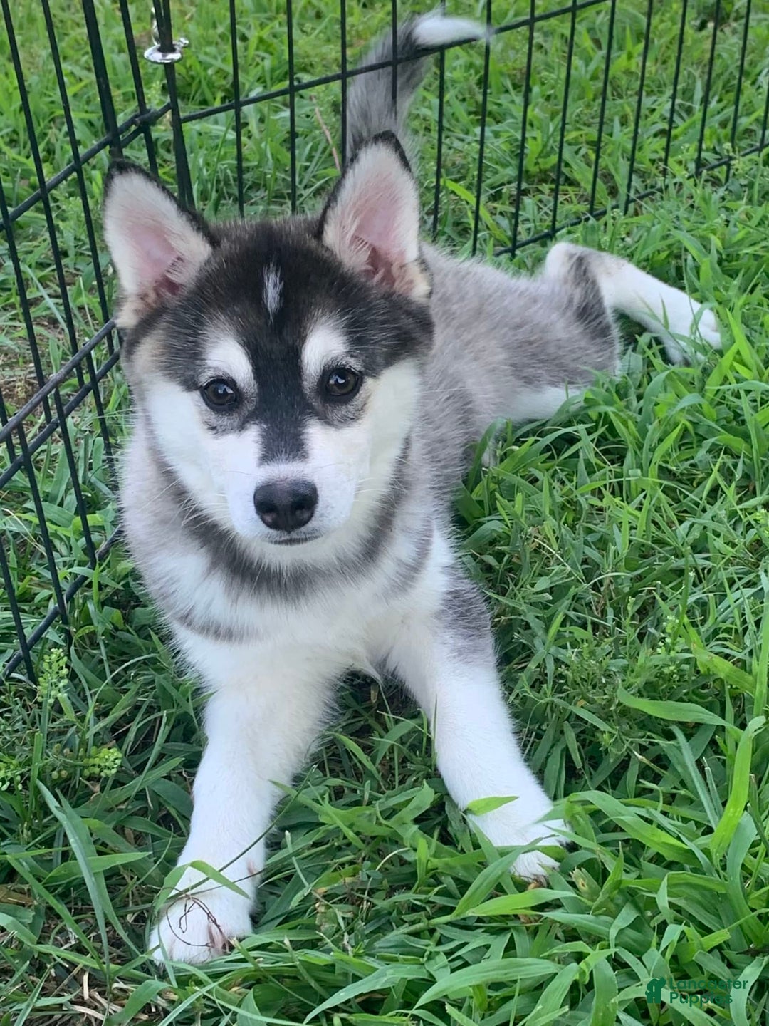 Alaskan Klee Kai dogs for sale: Sweet Girl Kayla - Image 1