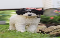 Mini Aussiedoodle dogs for sale: Sparkles - Image 4