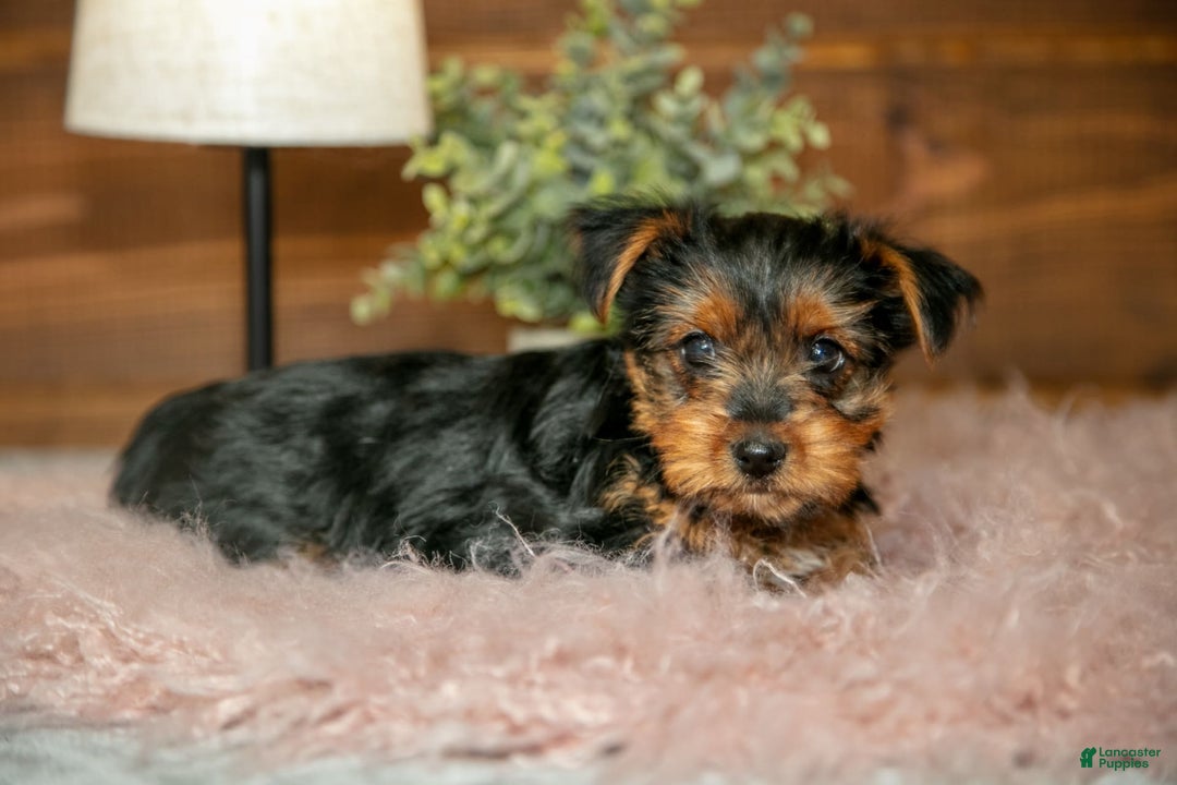 Yorkshire Terrier dogs for sale: Darcy - Image 3