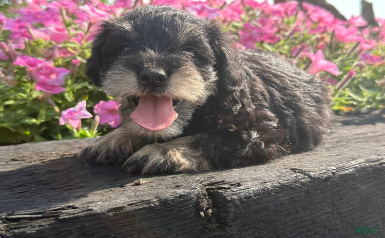 Schnoodle dogs for sale - Ad 1