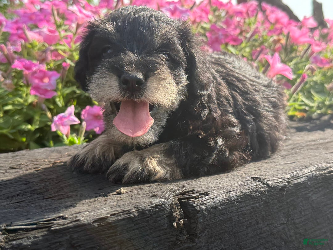 Schnoodle dogs for sale: Isaac - Image 1