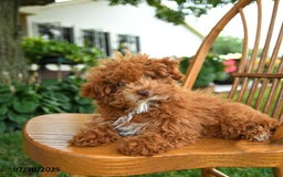 Toy Poodle dogs for sale: Evie - Image 4