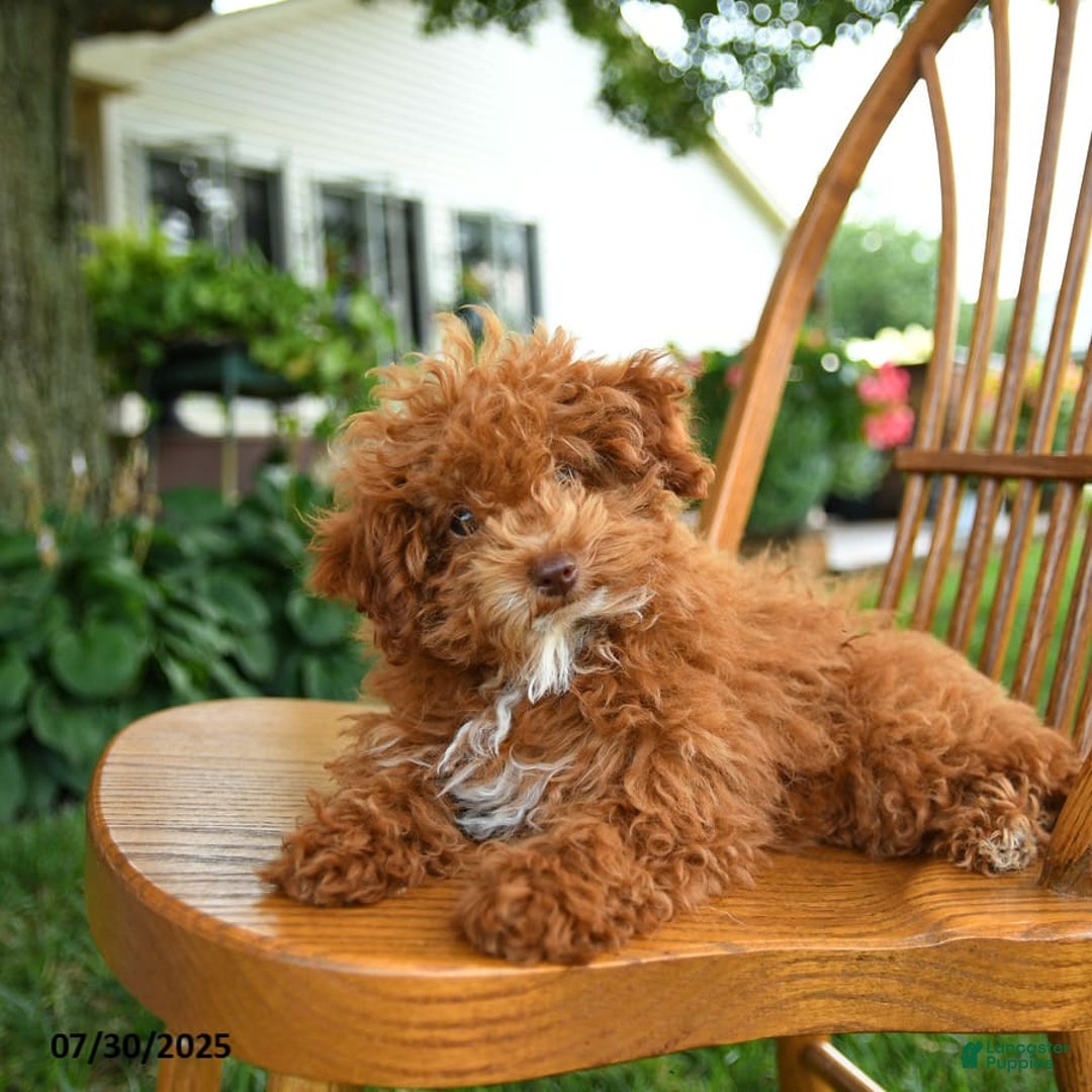 Toy Poodle dogs for sale: Evie - Image 4