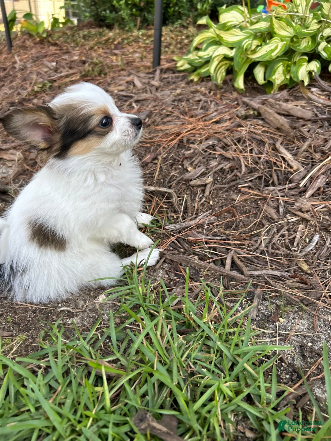 Papillon dogs for sale: Female Puppy 2 - Image 2