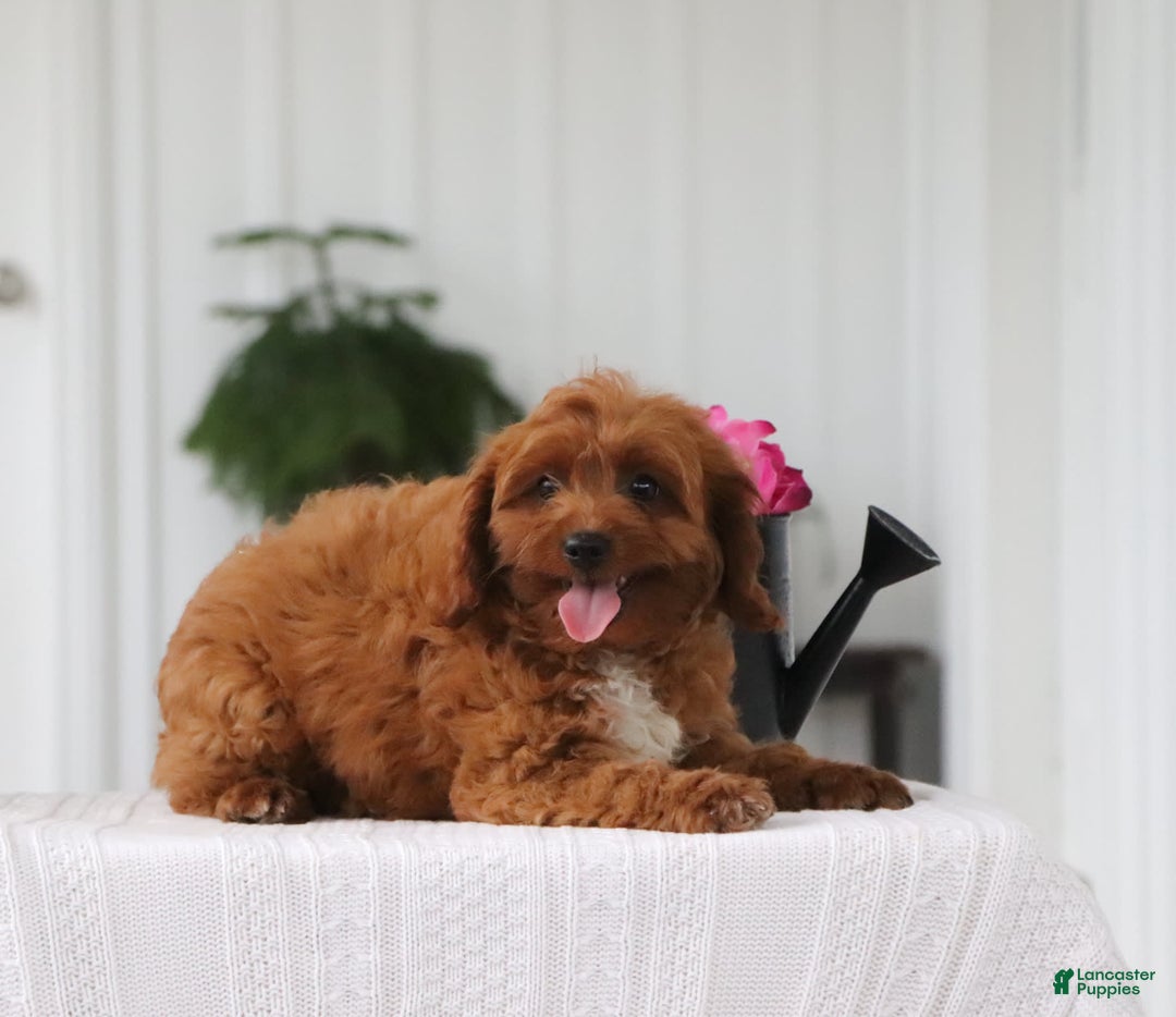 Cavapoo dogs for sale: Dora - Image 5